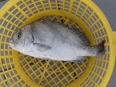 Plectorhinchus cinctus