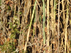 Carthamus caeruleus