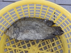 Lobotes surinamensis