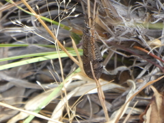 Glenoleon pulchellus