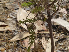 Glenoleon pulchellus