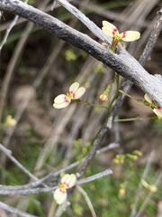 Stylidium caespitosum