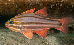 Four-Banded Soldierfish photo 2