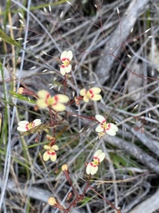 Stylidium caespitosum