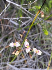 Stylidium caespitosum