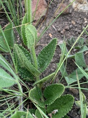 Stachys simplex