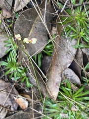Stylidium caespitosum