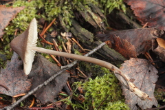 Mycena polygramma