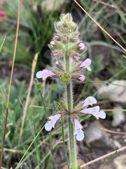Stachys simplex