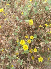 Erythranthe floribunda