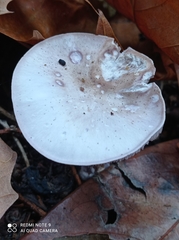 Fungi