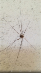 Dicranopalpinae