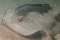 Trygonoptera testacea