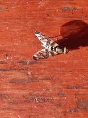 Pseudodyscrasis scutellaris