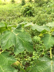 Solanum myriacanthum