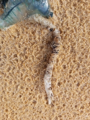 Diopatra dentata