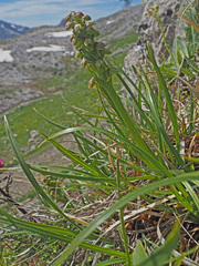Chamorchis alpina