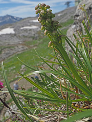 Chamorchis alpina