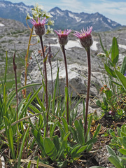 Erigeron alpinus
