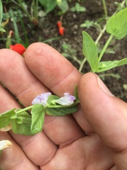 Scutellaria bolanderi