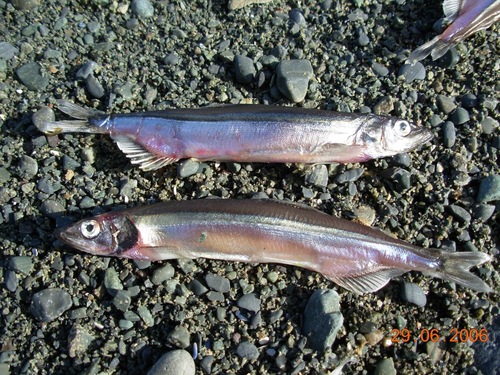 Atlantic Capelin