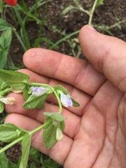 Scutellaria bolanderi