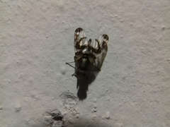 Pseudodyscrasis scutellaris