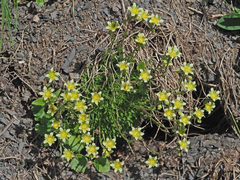 Saxifraga