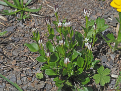 Arabis soyeri