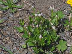 Arabis soyeri