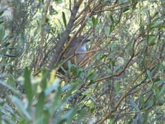 Pachycephala olivacea