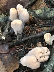 Clavariadelphus ligula