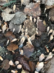 Clavariadelphus ligula