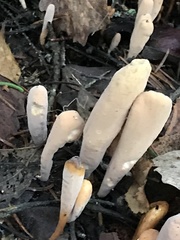 Clavariadelphus ligula