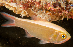 Optivus agastos