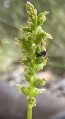 Microtis alboviridis