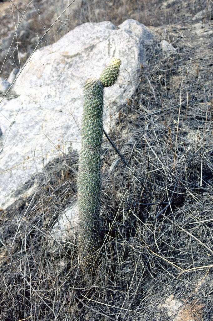 Austrocylindropuntia pachypus