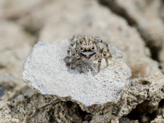 Aelurillus dubatolovi