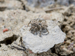 Aelurillus dubatolovi