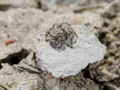 Aelurillus dubatolovi