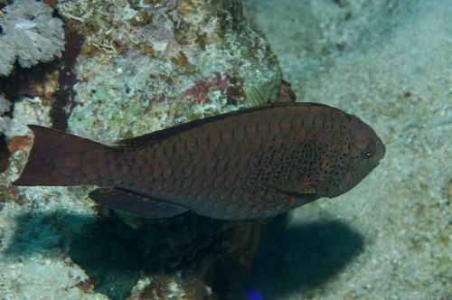 Dotted parrotfish (Calotomus viridescens) — Scaridae