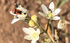 Arthrobrachus nigromaculatus