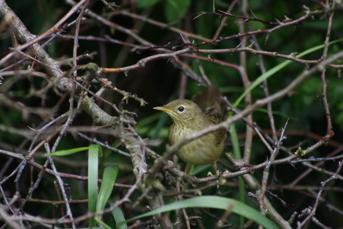 Locustella naevia