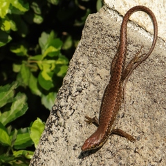 Trachylepis maculilabris