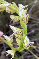 Prasophyllum brownii