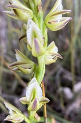 Prasophyllum brownii