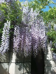 Wisteria sinensis