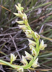 Prasophyllum brownii