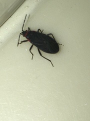 Melacoryphus rubicollis