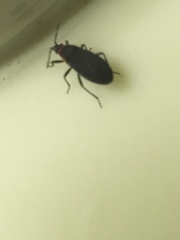 Melacoryphus rubicollis